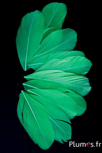 Pétales en plumes - 6-8 x 3-4 cm - vert